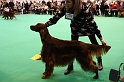 Crufts2011_2 099